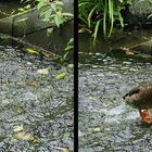 langsam aufwärts gegen den Bachlauf