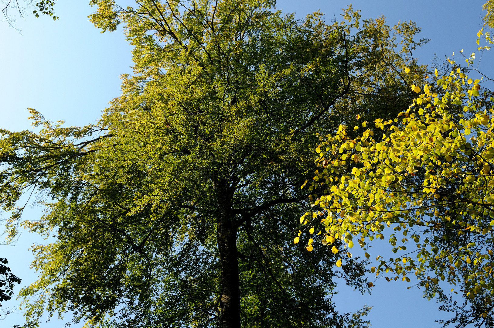 Langsam beginnen die Blättersich sich herbstlich zu färben...