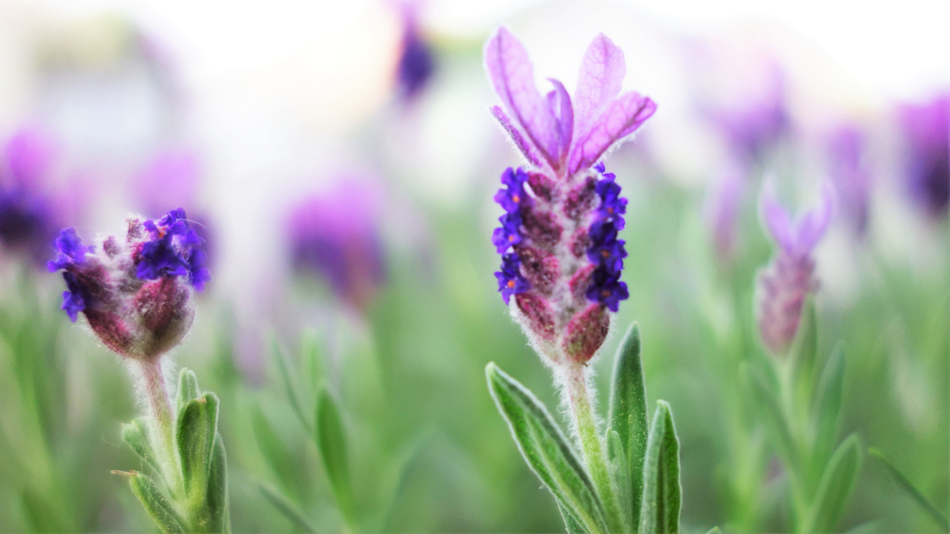 *Langsam duftet es nach Sommer - Lavendula*