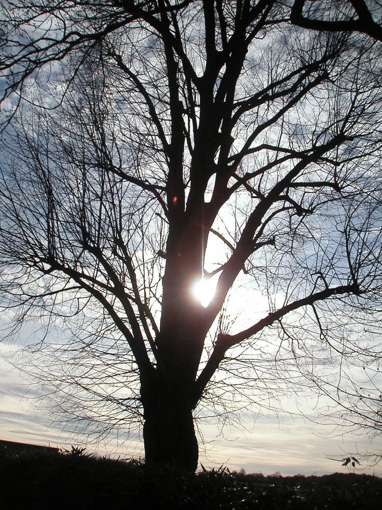 Langsam erwacht die Natur, es wird Frühling.