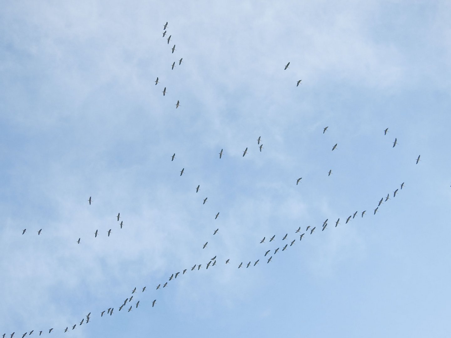 Langsam formieren die Vögel die langen Flugketten