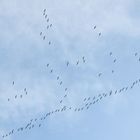 Langsam formieren die Vögel die langen Flugketten