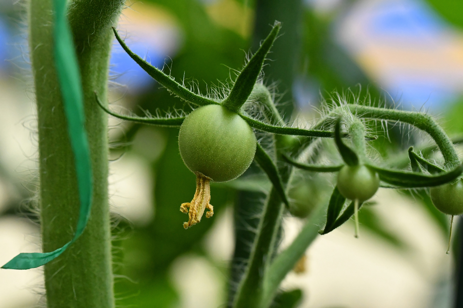 Langsam geht es voran mit den Tomaten