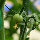 Langsam geht es voran mit den Tomaten