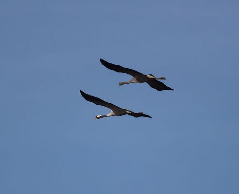 ..^^...^^ langsam geht´s los ...^^...^^