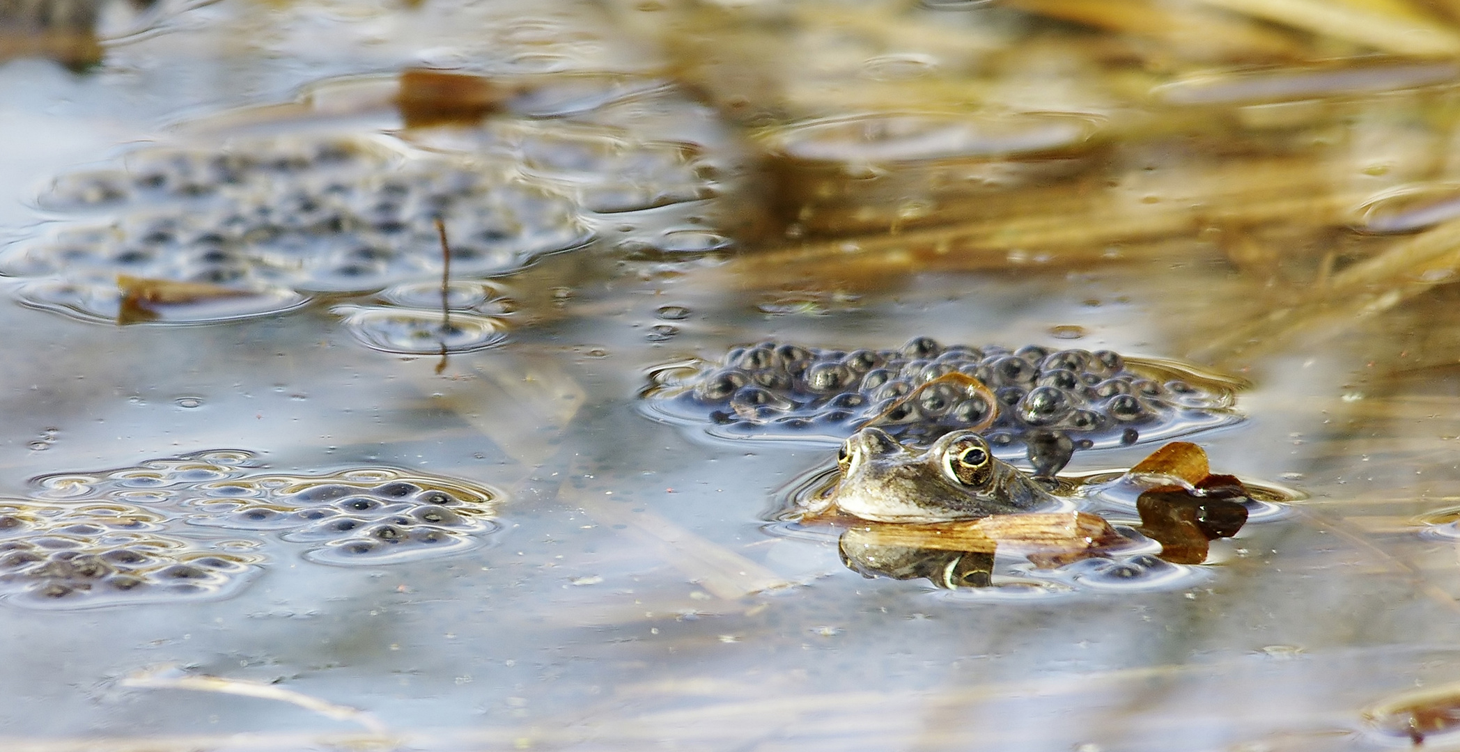 Langsam gehts los - Grasfrosch im Laich