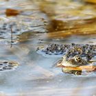 Langsam gehts los - Grasfrosch im Laich