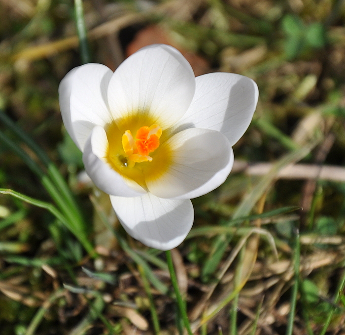 Langsam glaube ich - der Frühling kommt doch....