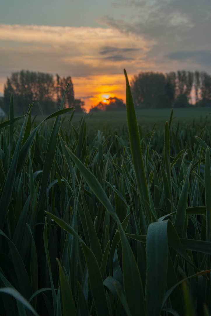 Langsam im Morgentau...