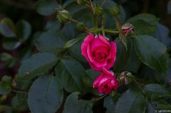 langsam kommen die Rosen in Gang