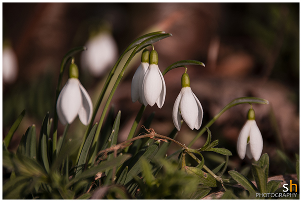 langsam kommt der Frühling