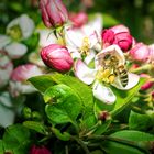 Langsam kommt der Frühling