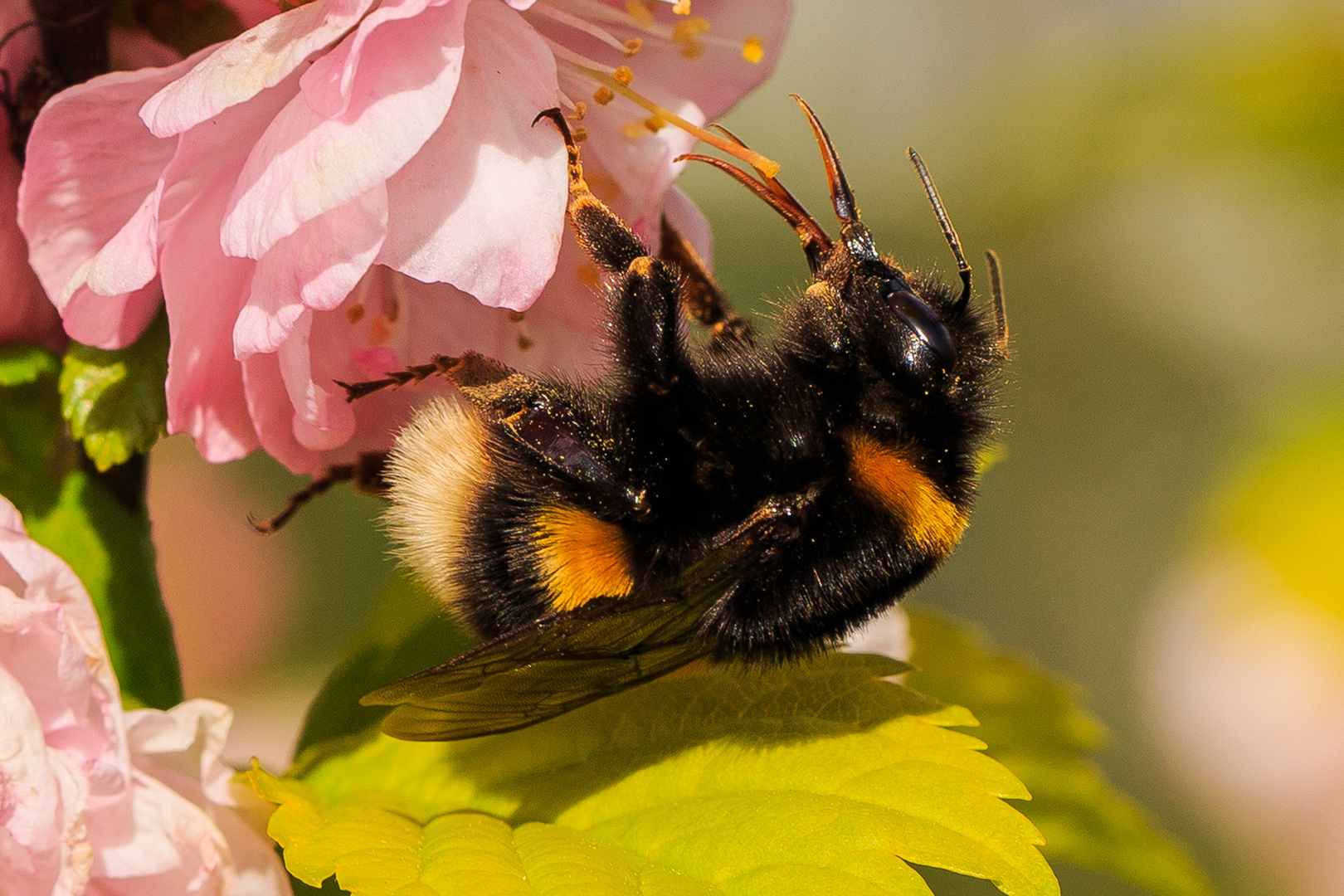 Langsam kommt der Frühling