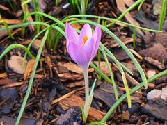 Langsam kommt der Frühling...