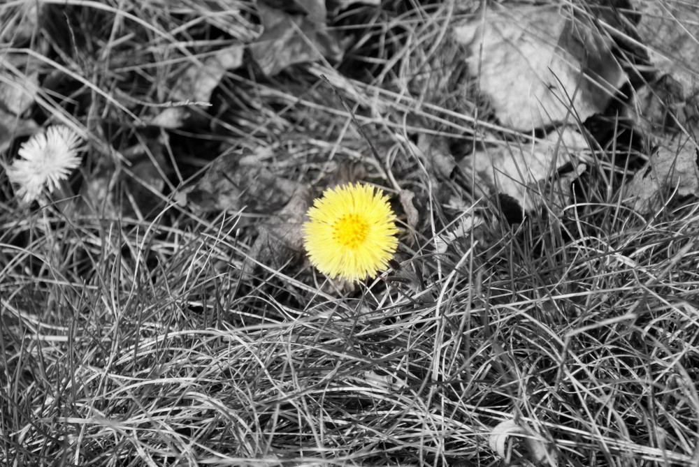 langsam kommt der Frühling, oder ?