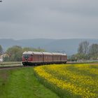 Langsam kommt der Raps