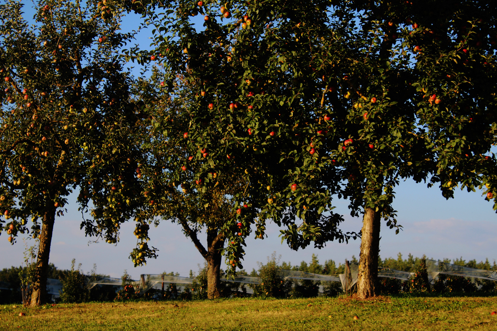 langsam kommt er näher der Herbst 