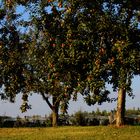 langsam kommt er näher der Herbst 