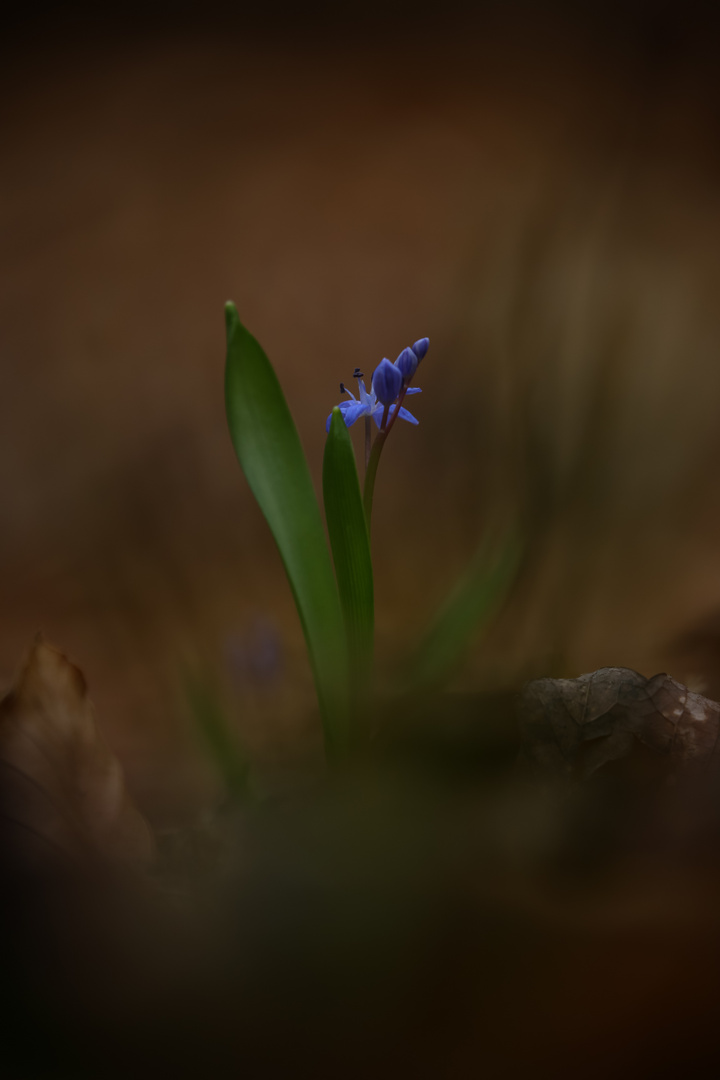 Langsam kommt wieder Farbe in die Natur