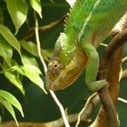 Langsam läßt sich's auch leben......! - Vivarium Darmstadt