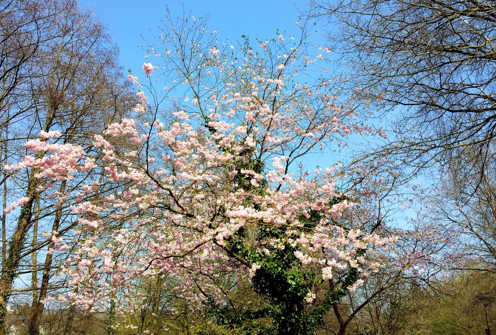 Langsam nähert sich der Frühling