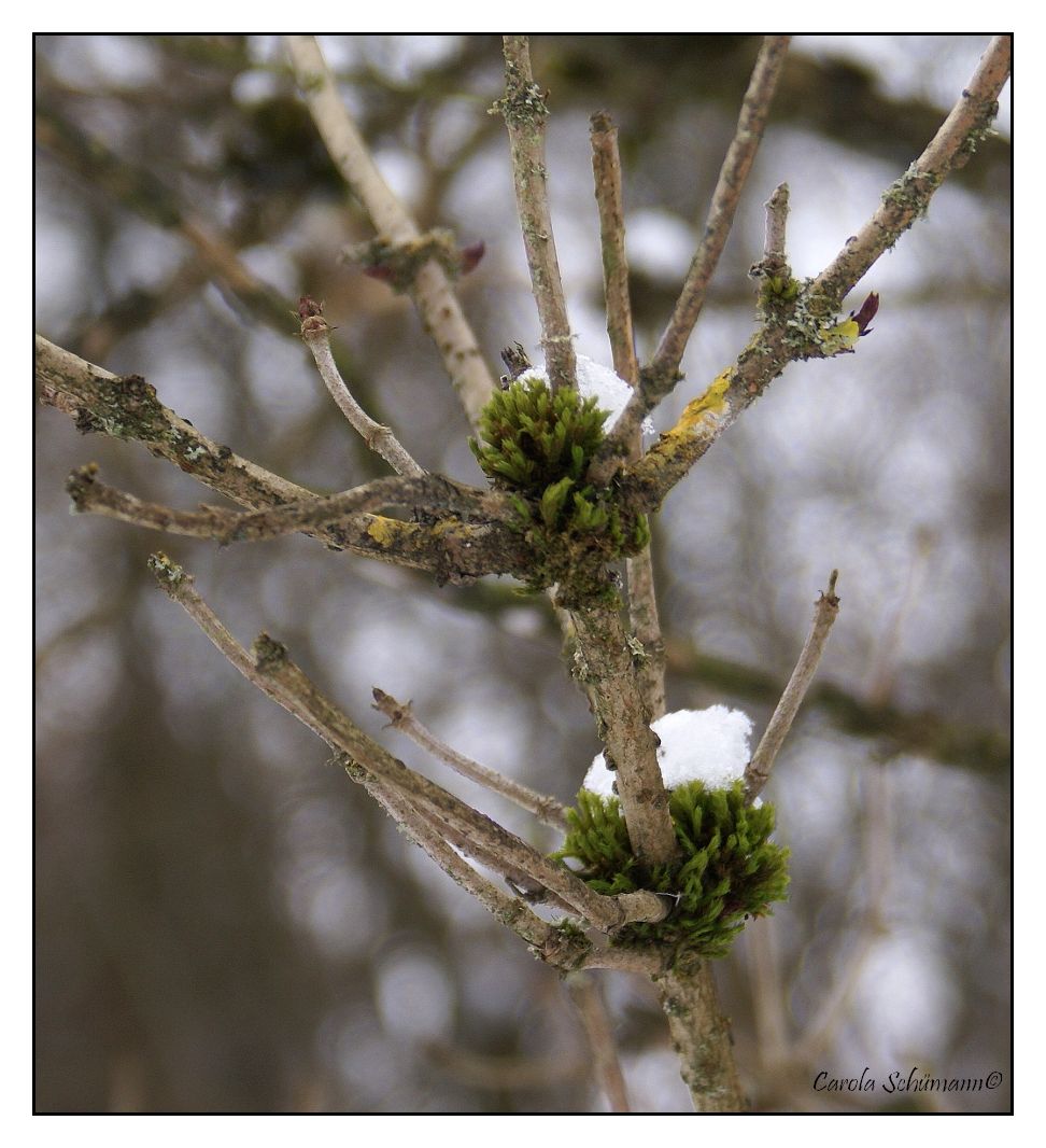 langsam sieht man dass es irgendwann Frühling wird