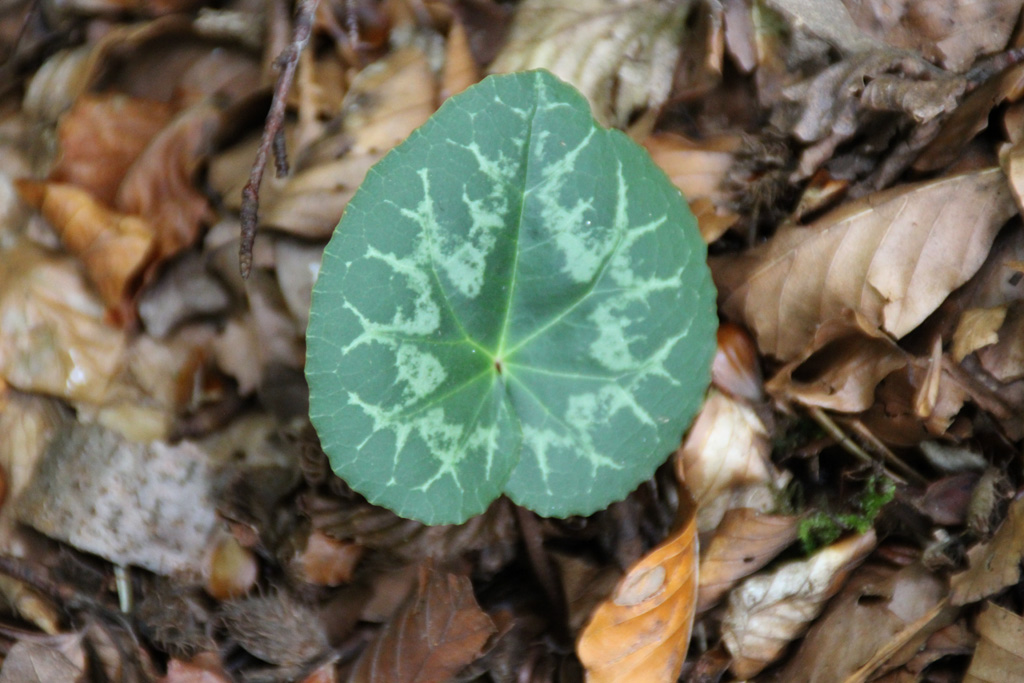  langsam tauchen die Herbstboten auf im Wald 