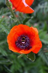 ...langsam verblüht der rote Mohn.