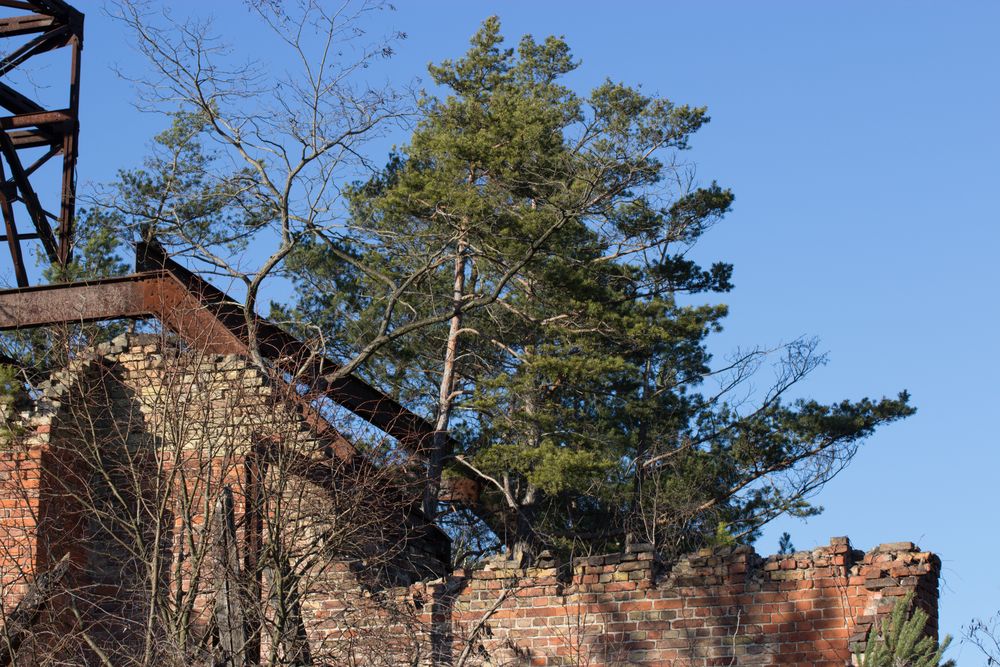 langsam wachsen die Bäume wieder aus den Häusern in Beelitz