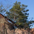 langsam wachsen die Bäume wieder aus den Häusern in Beelitz