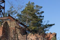 langsam wachsen die Bäume wieder aus den Häusern in Beelitz