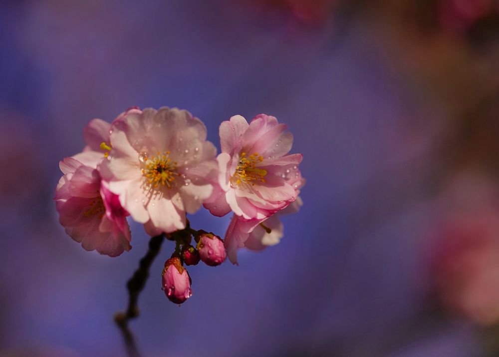 Langsam werden einige Bäume rosa