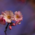 Langsam werden einige Bäume rosa