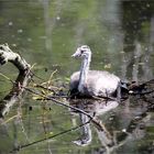 Langsam werden wir Erwachsen ... Naturpark Schwalm - Nette ....