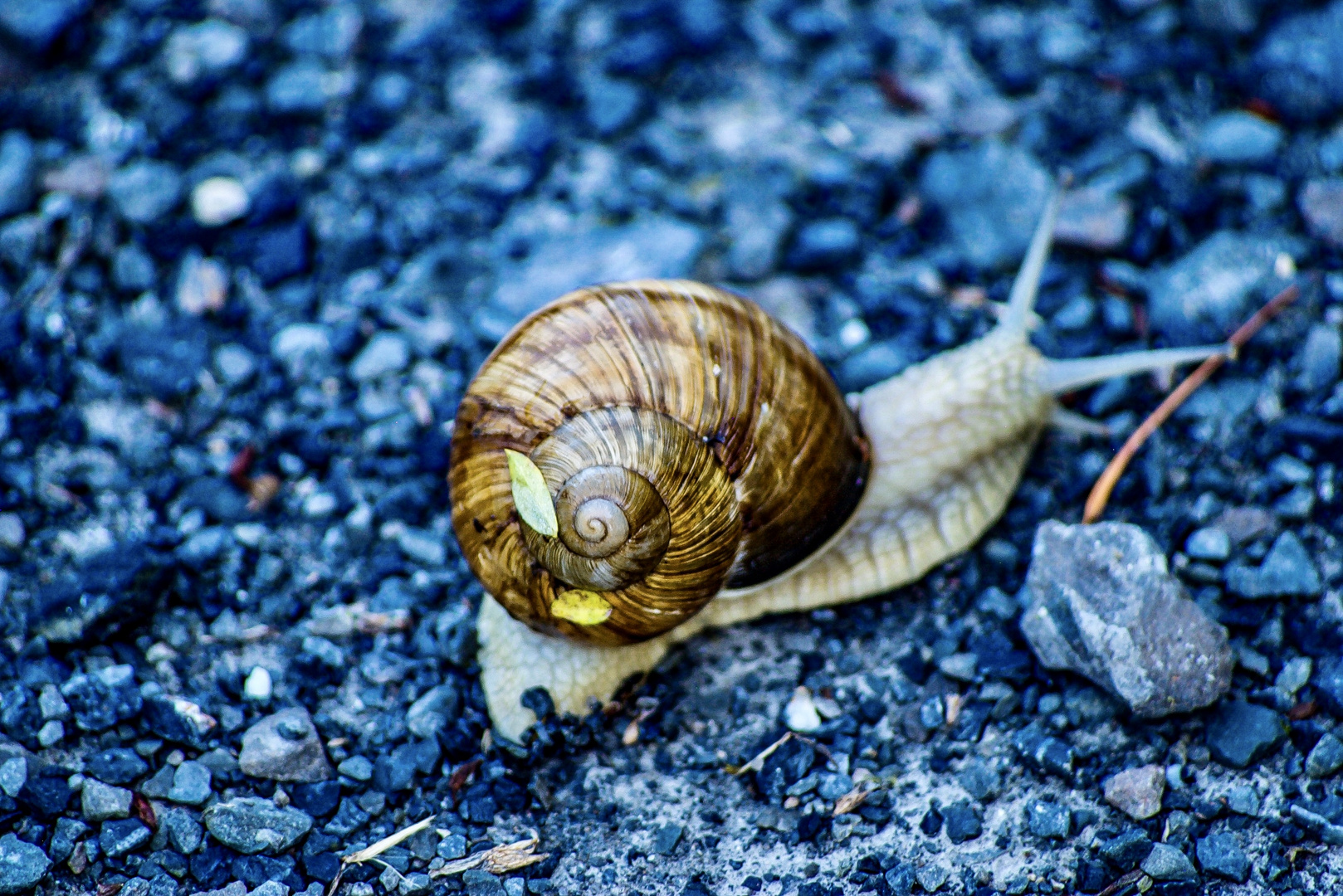 Langsam wie eine Schnecke...