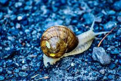 Langsam wie eine Schnecke...