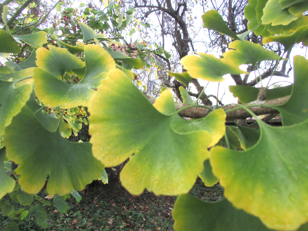  langsam wird auch mein Ginkgo golden 