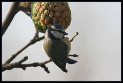 Langsam wird das Meischen zornig