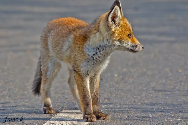            Langsam wird er erwachsen,