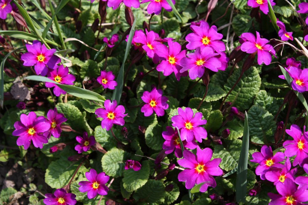 langsam wird es frühlimhshaft bunt im Freien