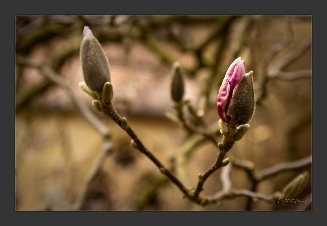 Langsam wird es Frühling...