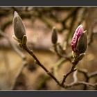 Langsam wird es Frühling...