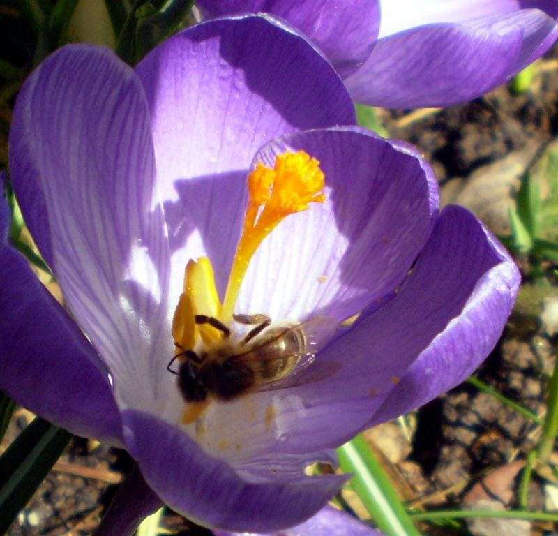 Langsam wird es Frühling