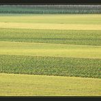 Langsam wird es grüner