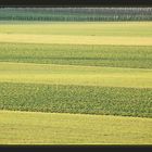 Langsam wird es grüner