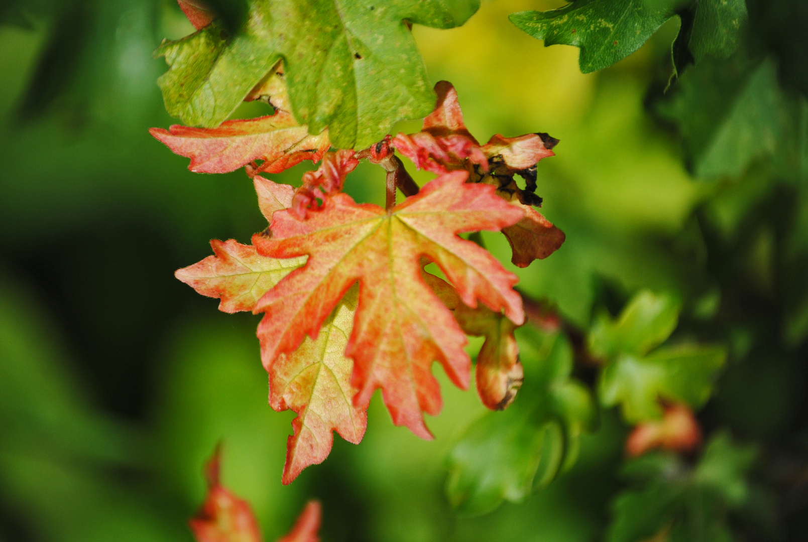 Langsam wird es herbstlich