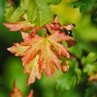 Langsam wird es herbstlich