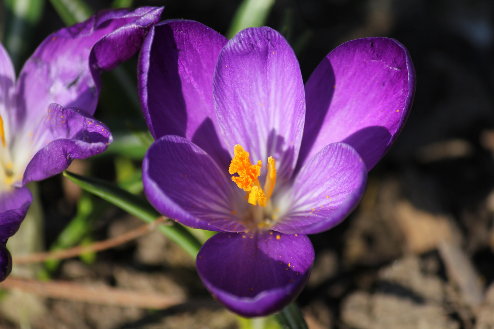 Langsam wirds Frühling