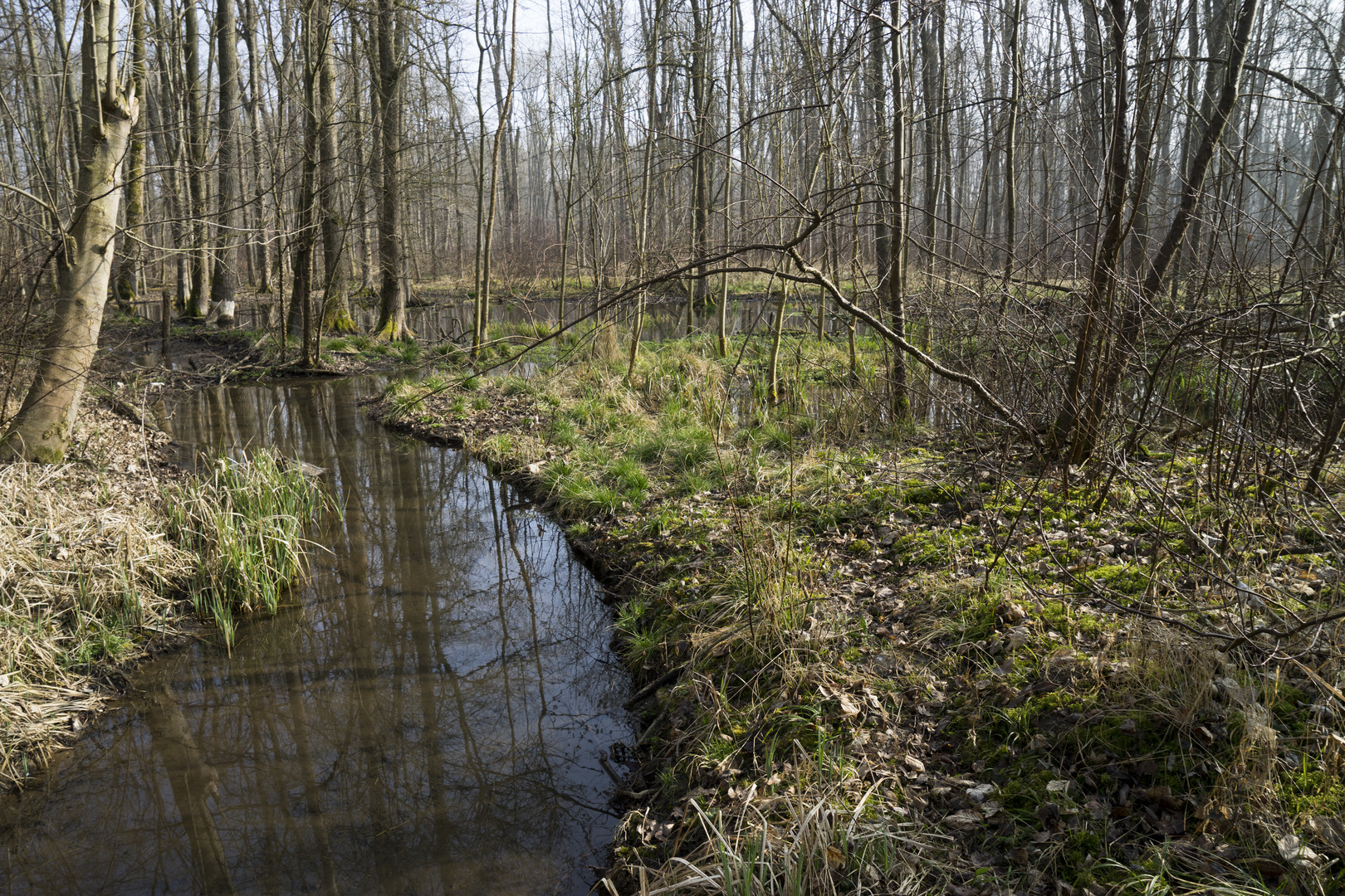 Langsam wird´s Frühling