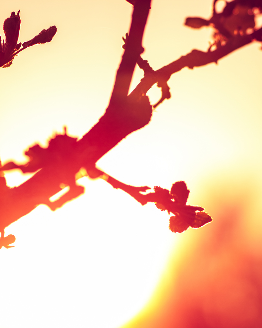 Langsam zeigt sich der Frühling von seiner warmen Seite